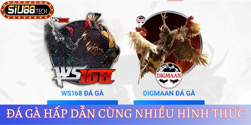 Đá gà hấp dẫn cùng nhiều hình thứcĐá gà hấp dẫn cùng nhiều hình thức